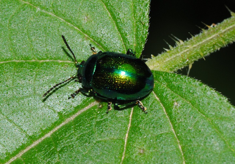 ID (3): Chrysolina herbacea (cf.)